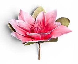 Magnolia piankowa 15cm