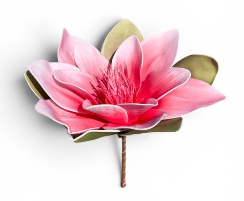 Magnolia piankowa 15cm