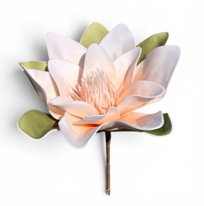 Magnolia piankowa 15cm
