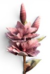 Magnolia piankowa gałązka 114cm