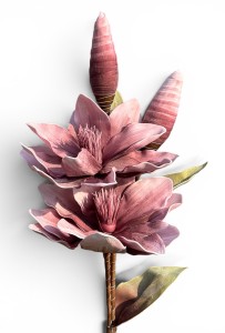 Magnolia piankowa gałązka 114cm