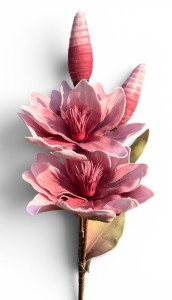 Magnolia piankowa gałązka 114cm