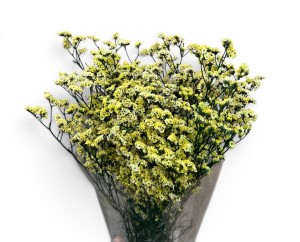 Limonium stabilizowane 120g zielony