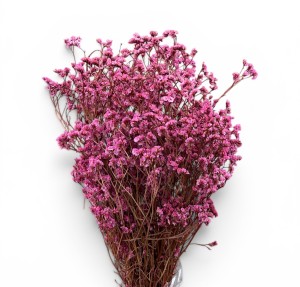 Limonium stabilizowane 120g różowy