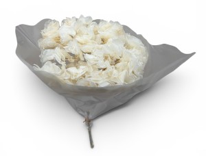 Hortensja stabilizowana biała