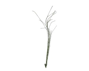 Korzeń zielony ozdobny 140cm