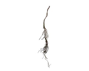 Dekoracyjne korzenie 170cm