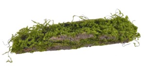 Omszała kora 47cm