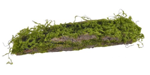 Omszała kora 47cm