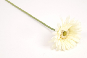 Gałązka gerbera 40cm