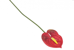 Gałązka anturium 41cm