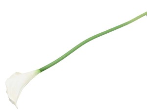Gałązka calla gumowa