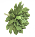 SUKULENT 15X14CM CER2030227663.1