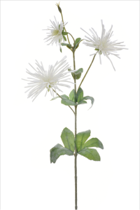 Gałązka chryzantema igiełkowa 80cm