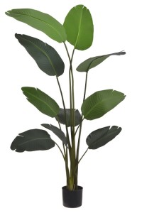 Strelicja w doniczce 180cm