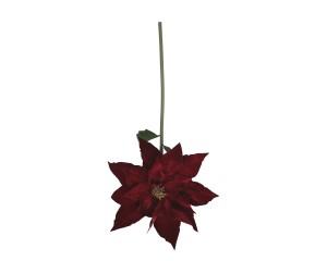 Poinsecja gigant bordo 110x50 cm