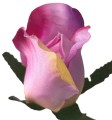 AFL0053.5