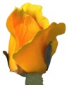 AFL0053.8