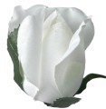 AFL0053.9