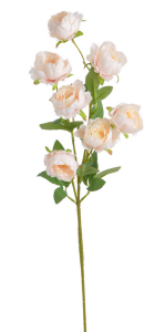 Piwonia chińska x7 72cmH