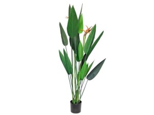 Strelicja w doniczce CV34714