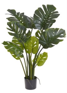 Monstera w doniczce 110cm