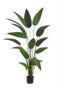 Strelicja w doniczce 150cm