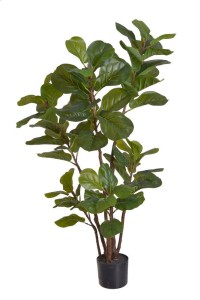 Fikus dębolistny w doniczce 120cm