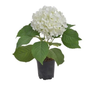 Hortensja w doniczce biała 46cm