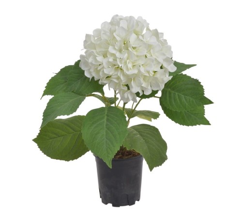 Hortensja w doniczce biała 46cm