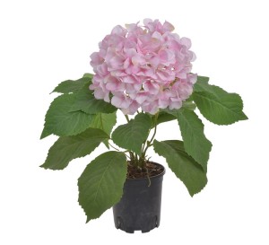 Hortensja w doniczce różowa 46cm