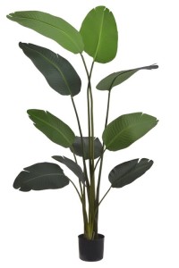 Strelicja w doniczce 180cm