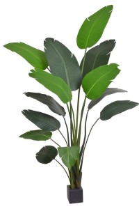 Strelicja w doniczce 220cm